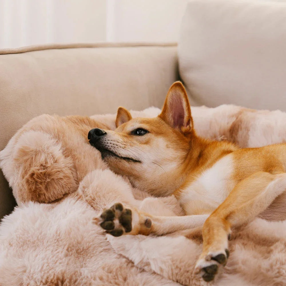 Calming Dog Bed